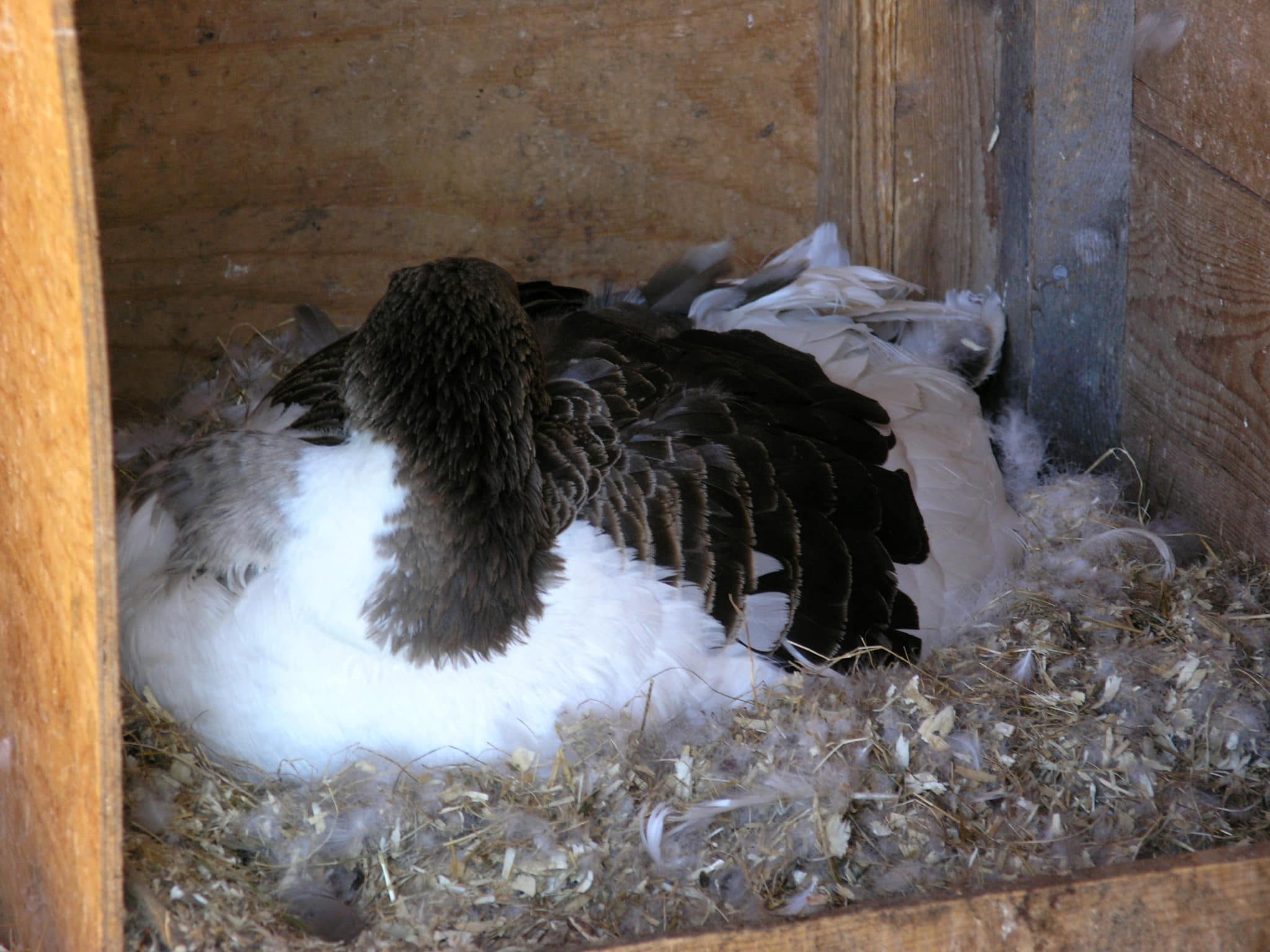 Frigg har lagt sig bekvämt tillrätta för att ruva i 30 dagar
