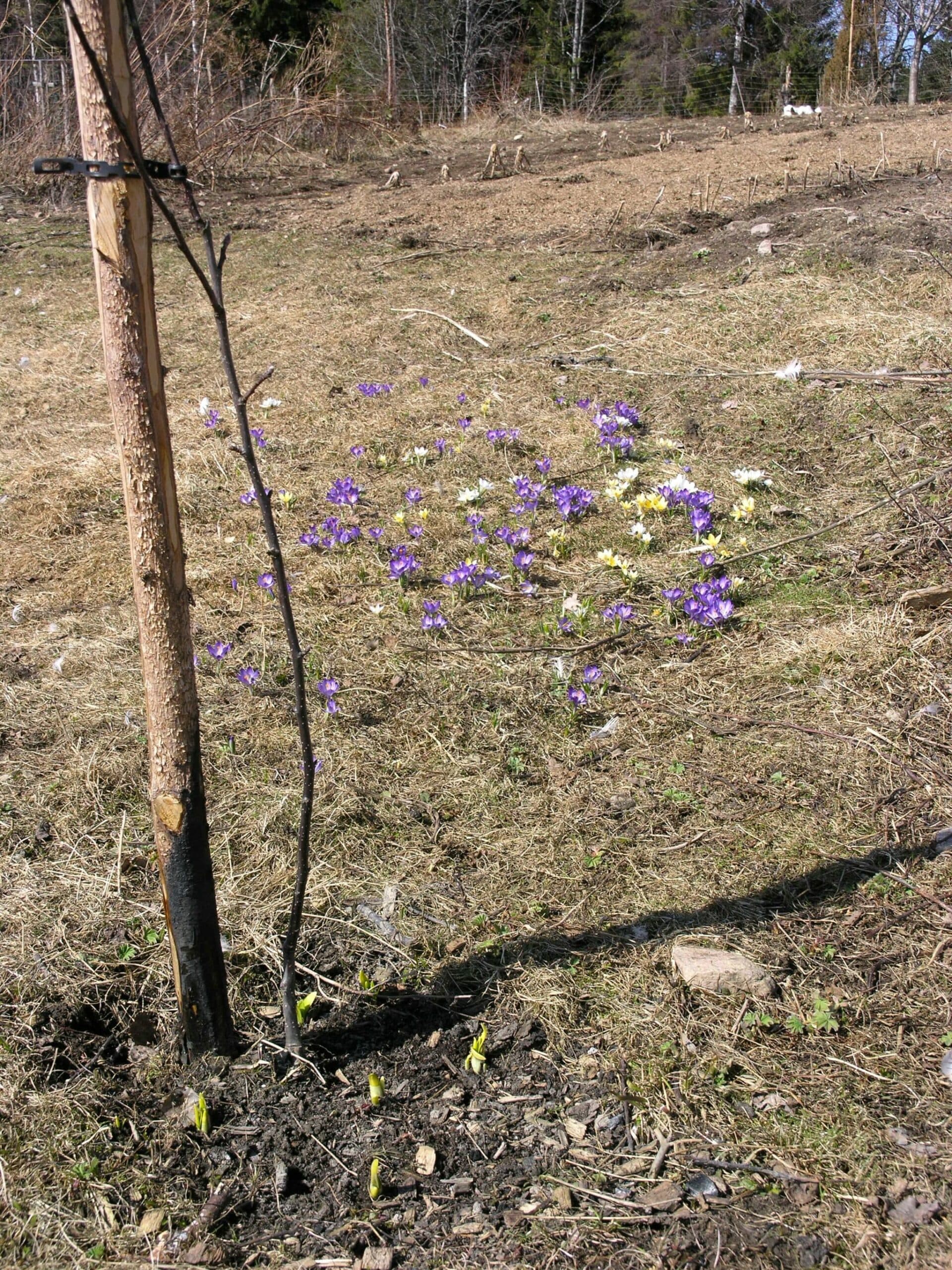 Krokus, påskliljor, äppelspröt och kolat trädstöd