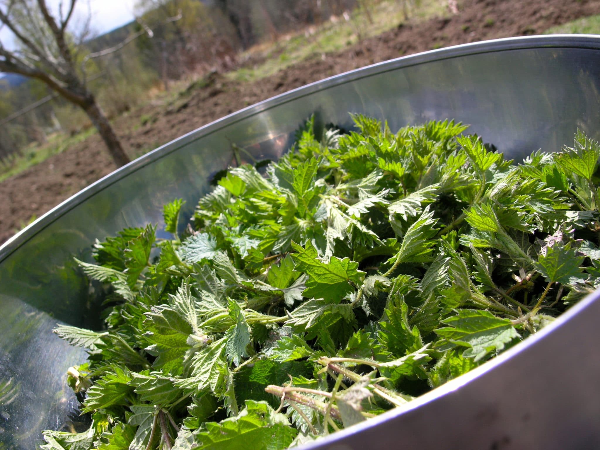 Nyplockade späda nässlor