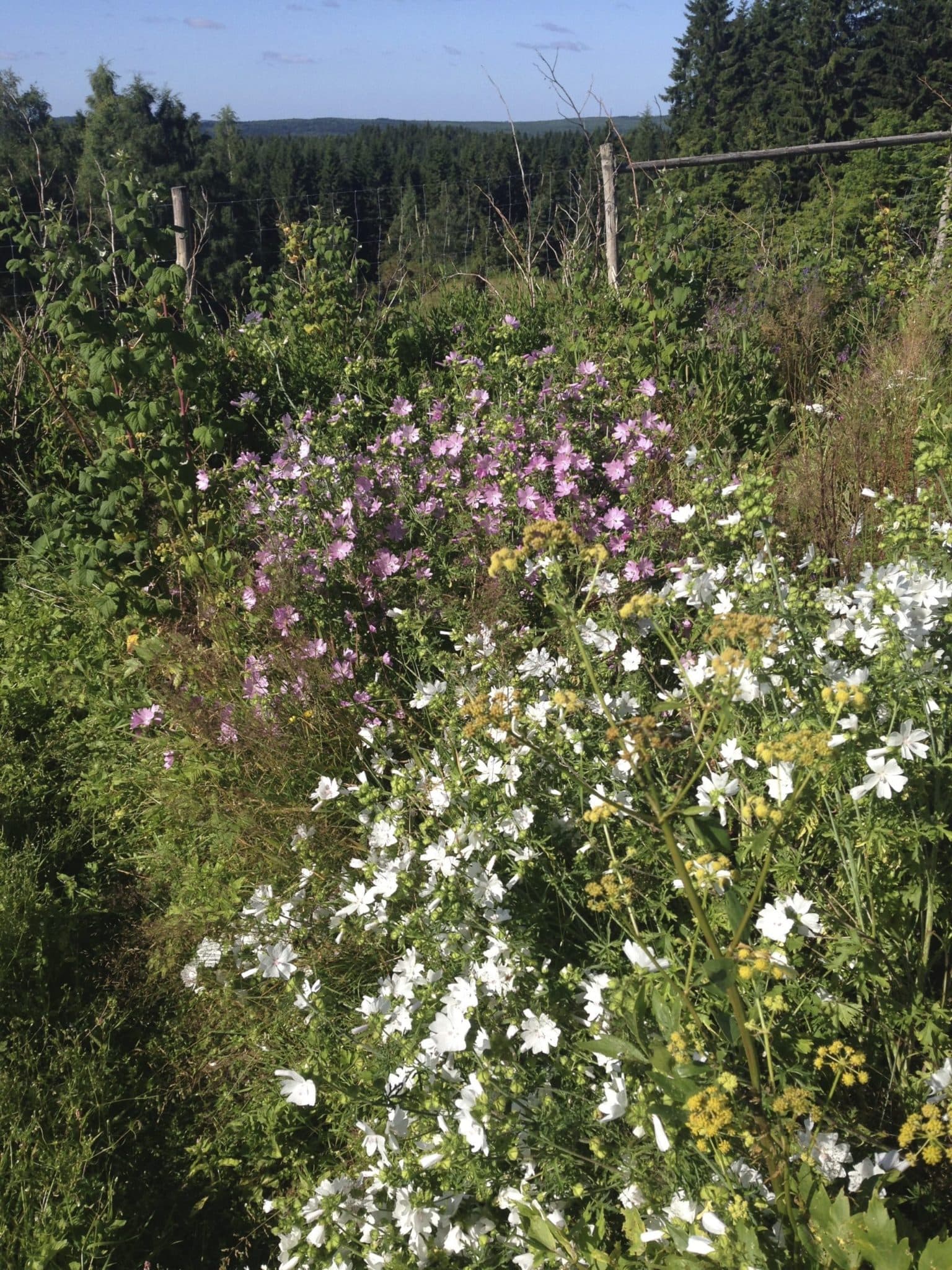Malvor av alla de slag är en fantastisk blomma.