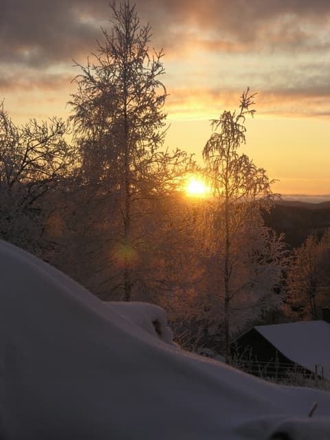Miljövänlig mat till jul