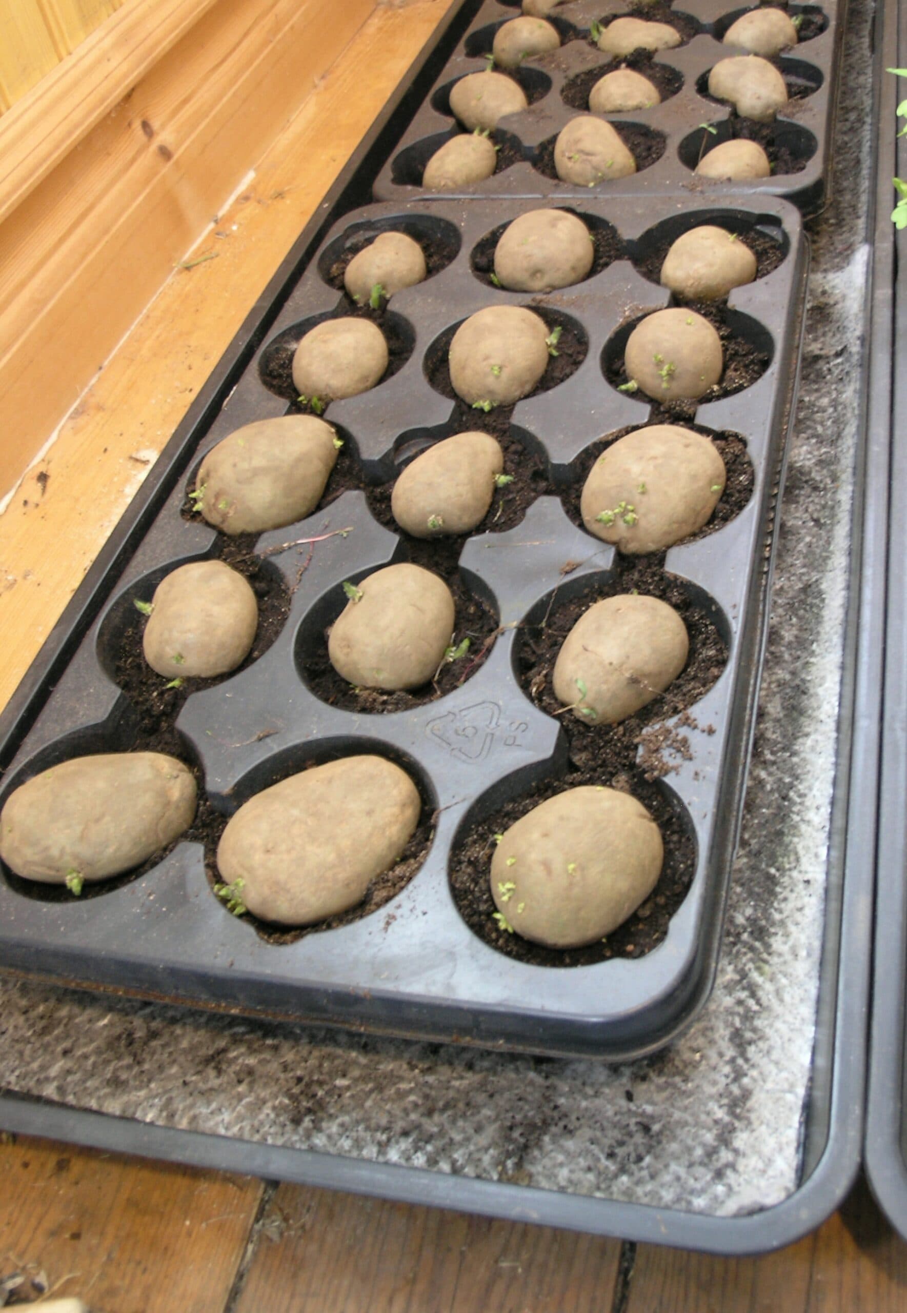 Marior som skall bli plantor och ge fina knölar till midsommar