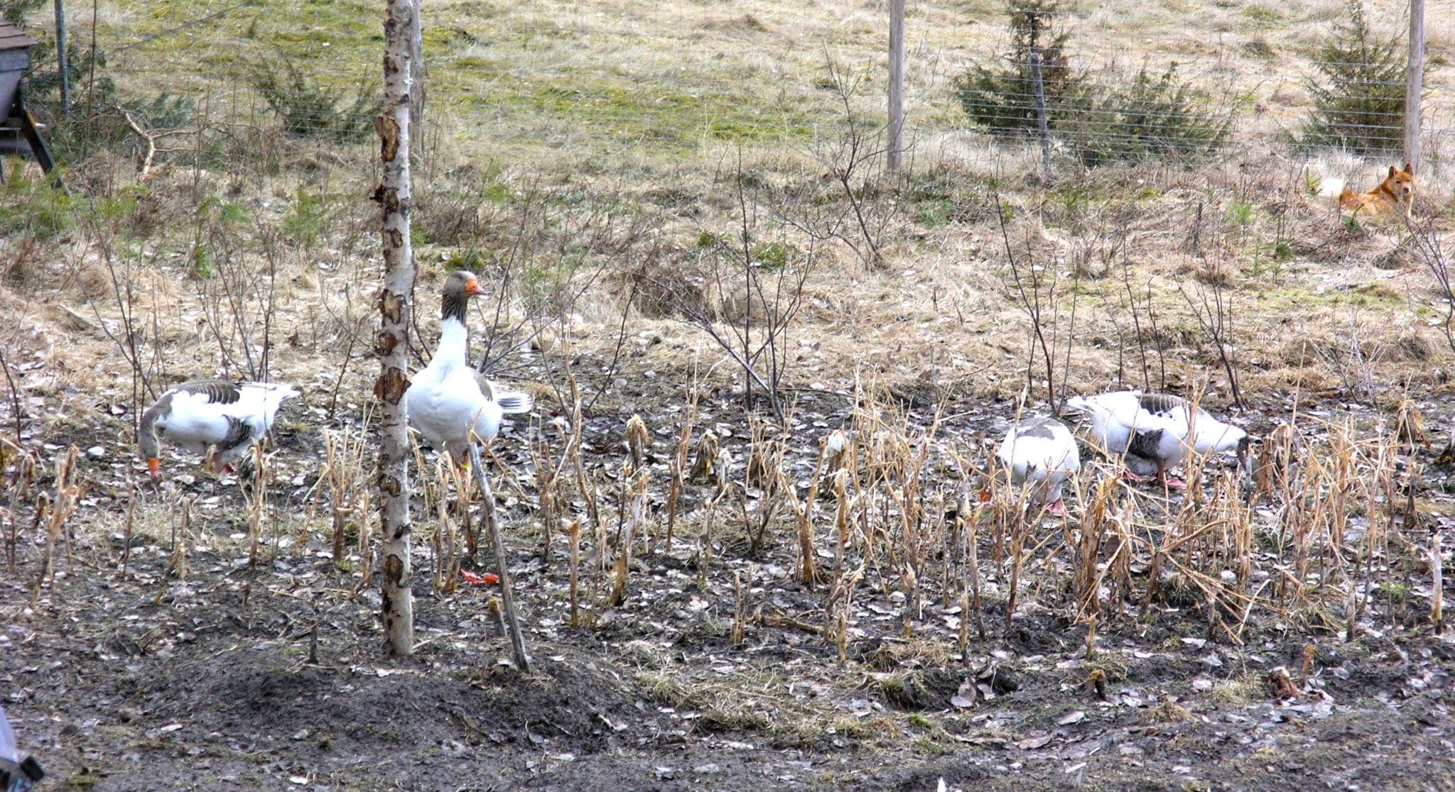 Oden vaktar sina honor