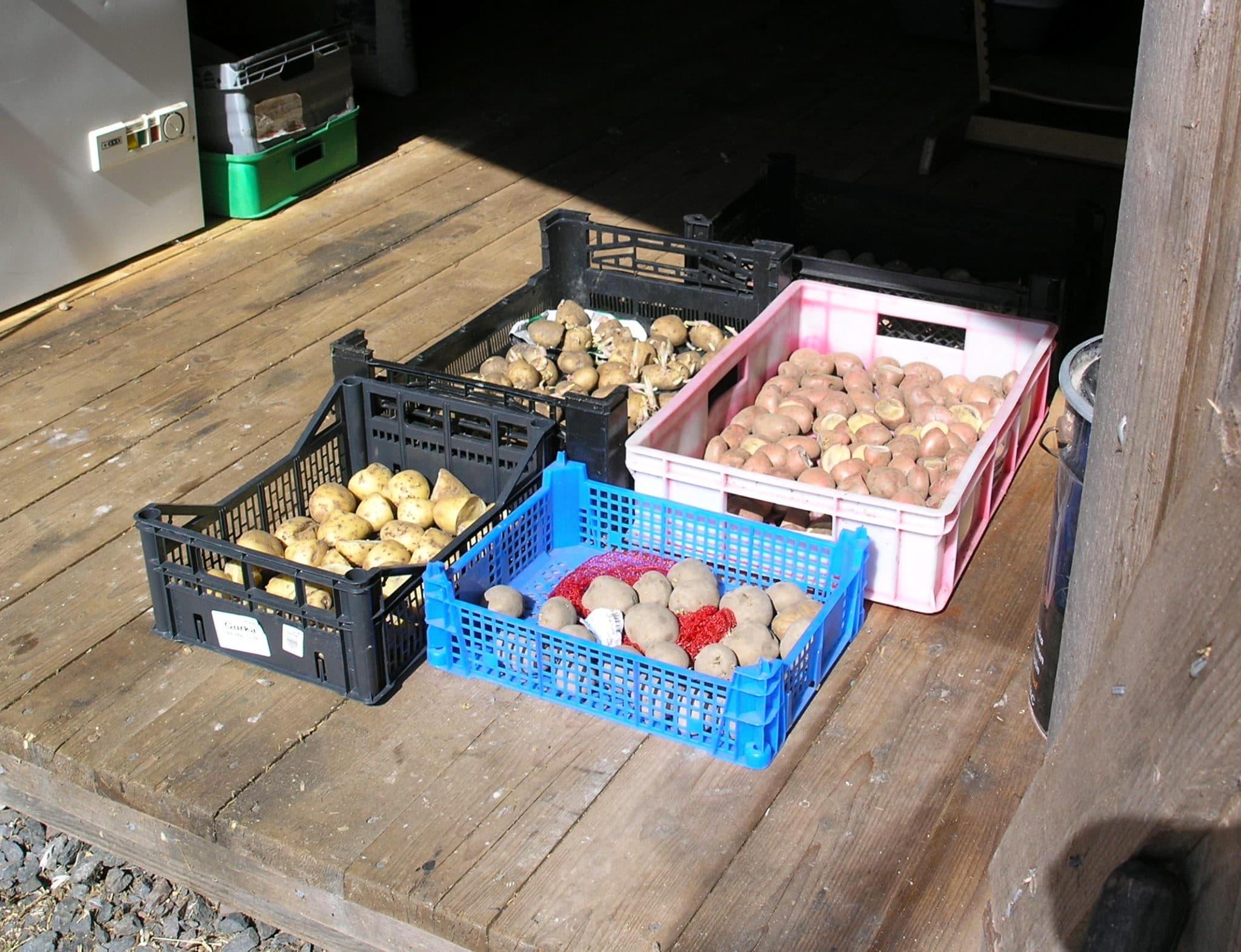 Merparten av årets sättpotatis