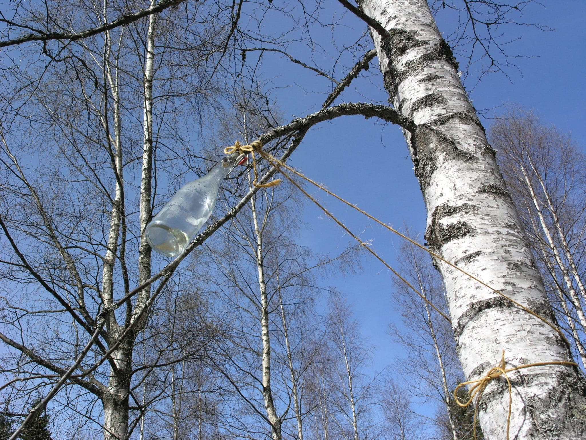 Nedböjning av gren vid savtappning