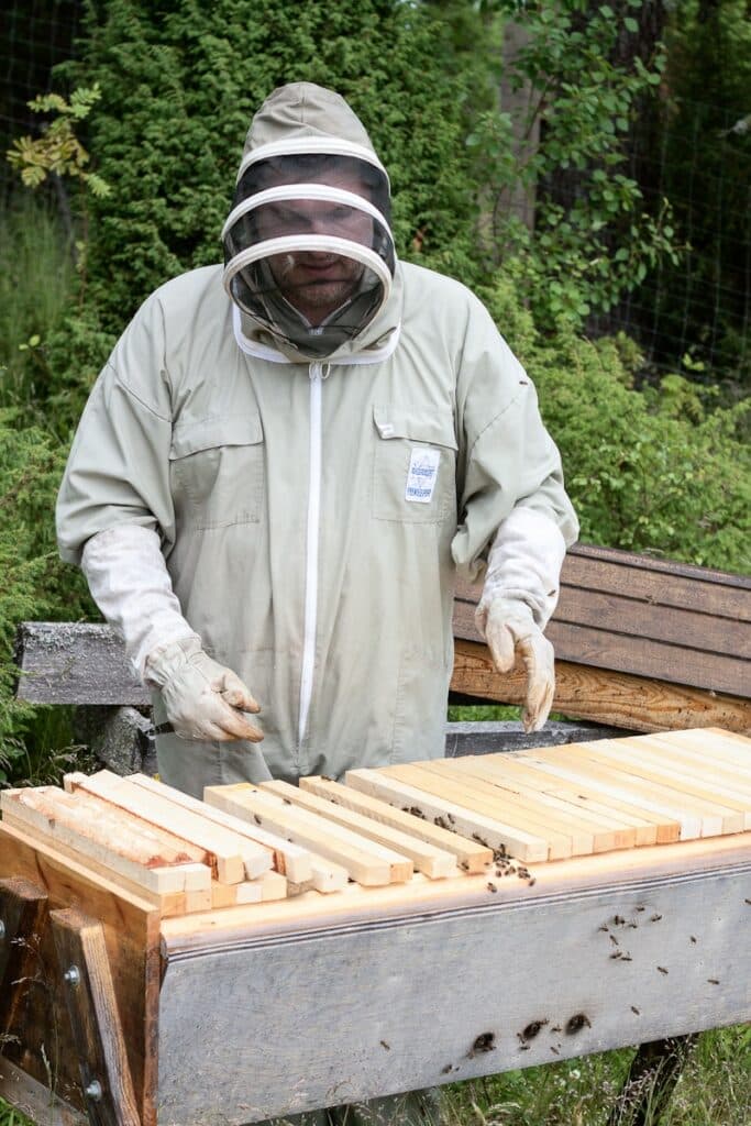 Skötsel av bisamhälle i full skyddsutrustning: Foto Anders Tedeholm