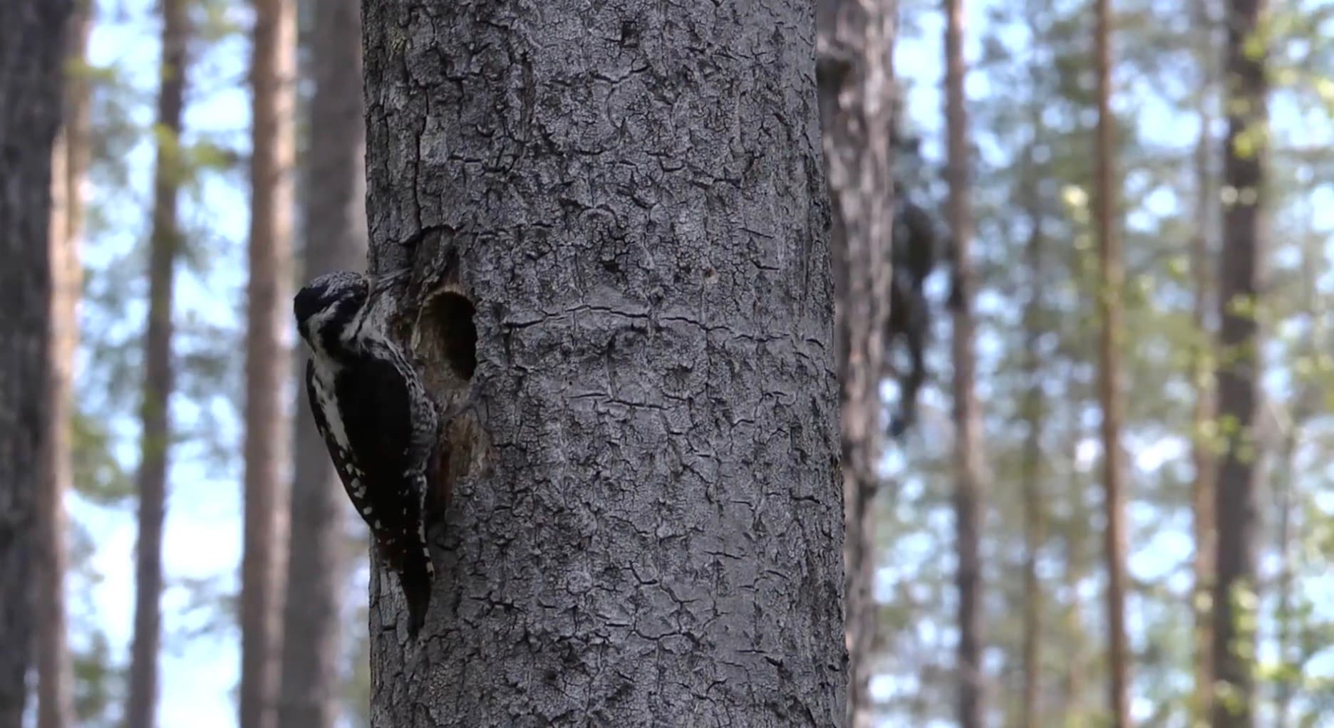 Med Naturnära skogsbruk kan ett miljömässigt hållbart nyttjande av skogen kan gå hand i hand med en förbättrad ekonomi.
