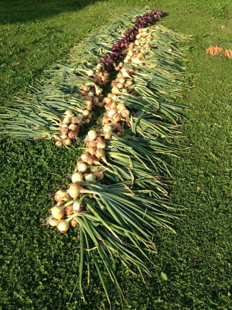 Är det någon maträtt det inte går att ha lök till?