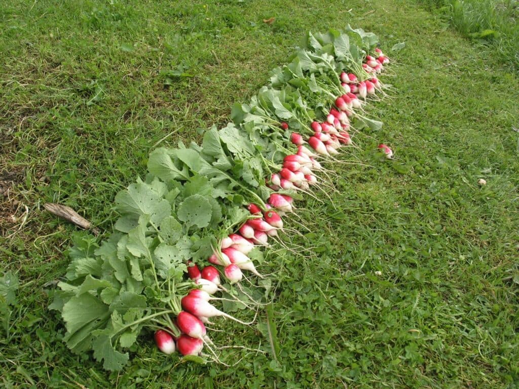 Rädisa är en gröda som alla säger är så lätt att odla men det tycker inte jag.