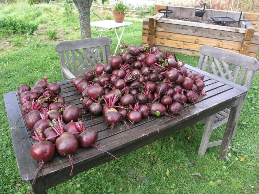 Rödbetan är en gröda som vi år ut och år in äter alldeles för lite av.