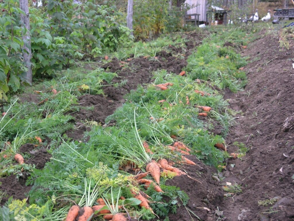 Morötter är en viktig gröda