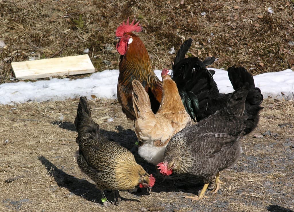 Några av Ölandshönsen som visat sig ha så många bra sidor.