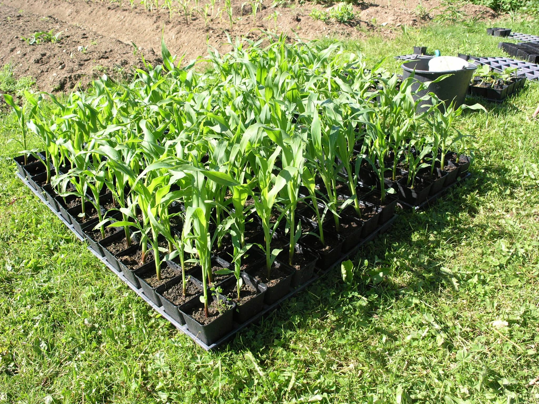 Majsplantor efter 4 veckor, färdiga för utplantering.