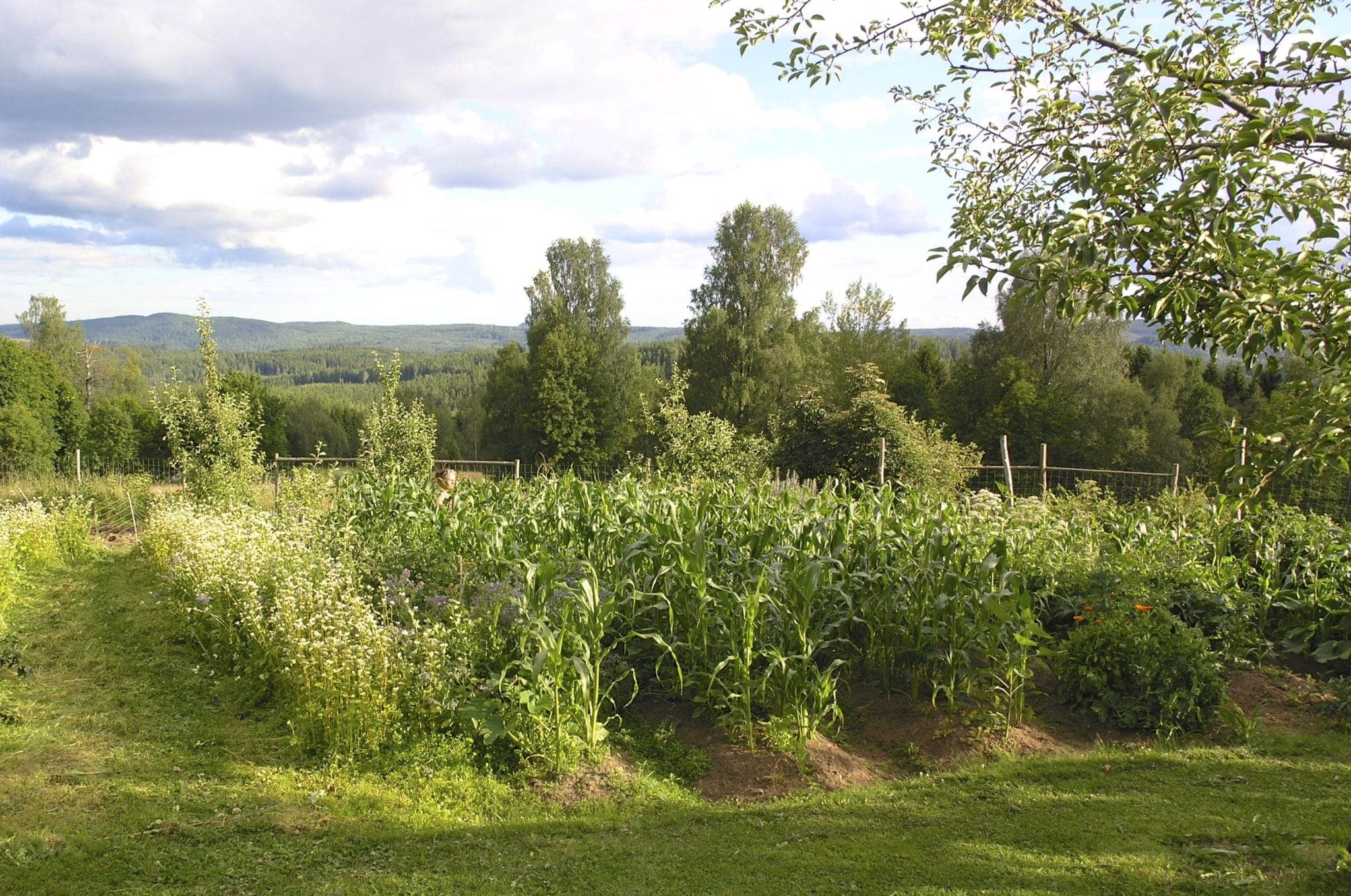Sen kom värmen och som det växte.