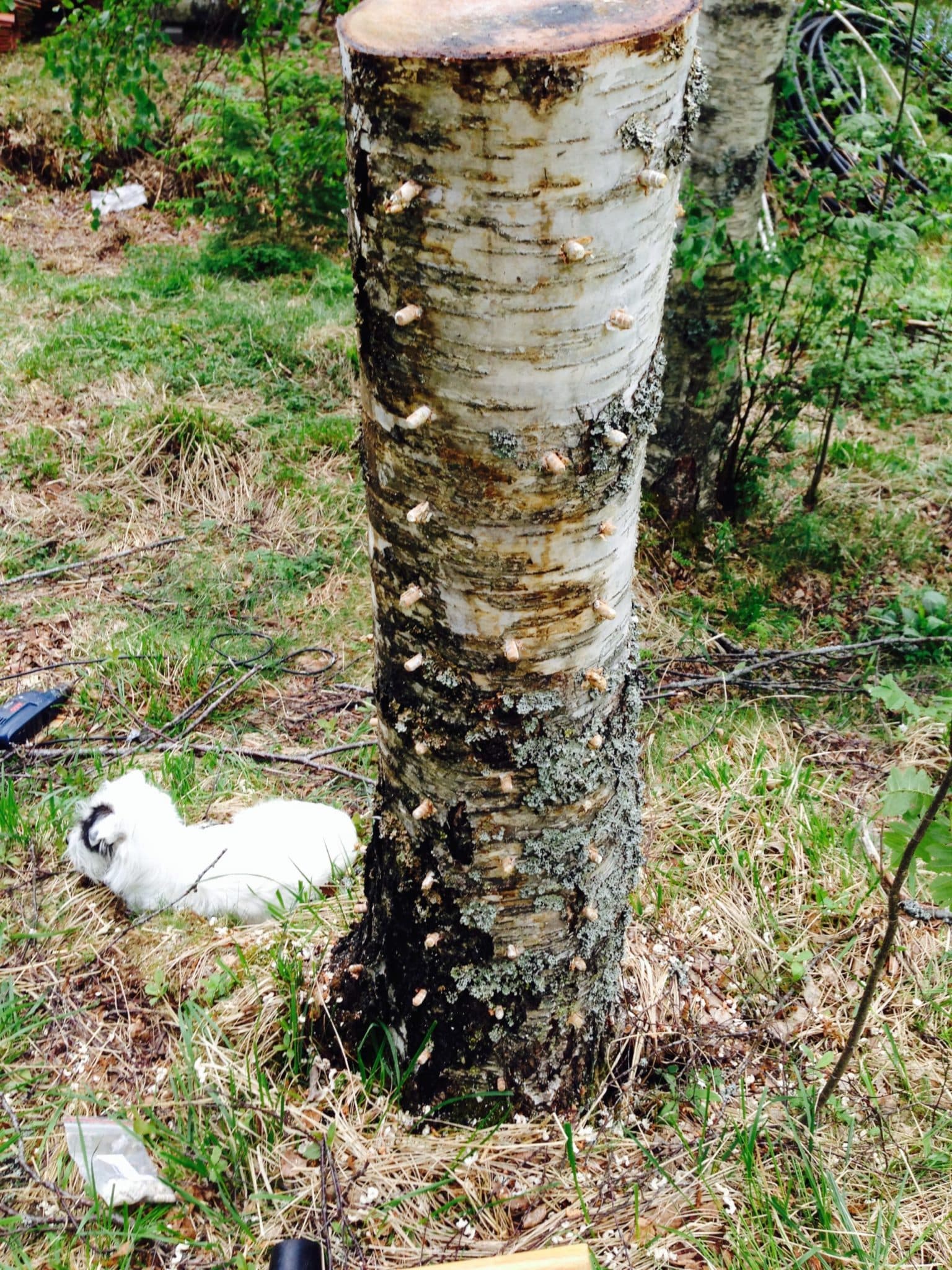 Reishiodling i högstubbe