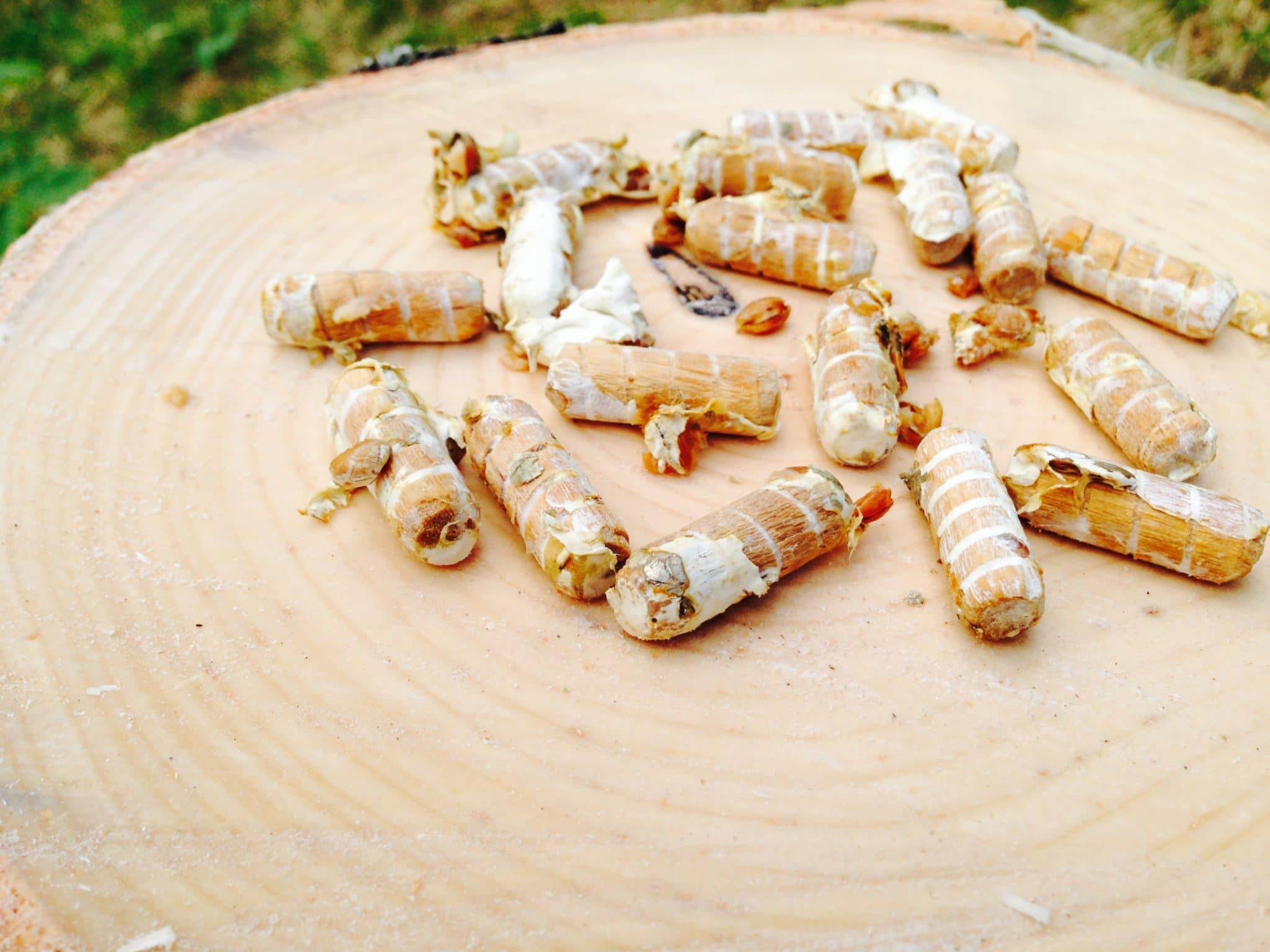 Vanliga träplugg inokulerade med svampmycel