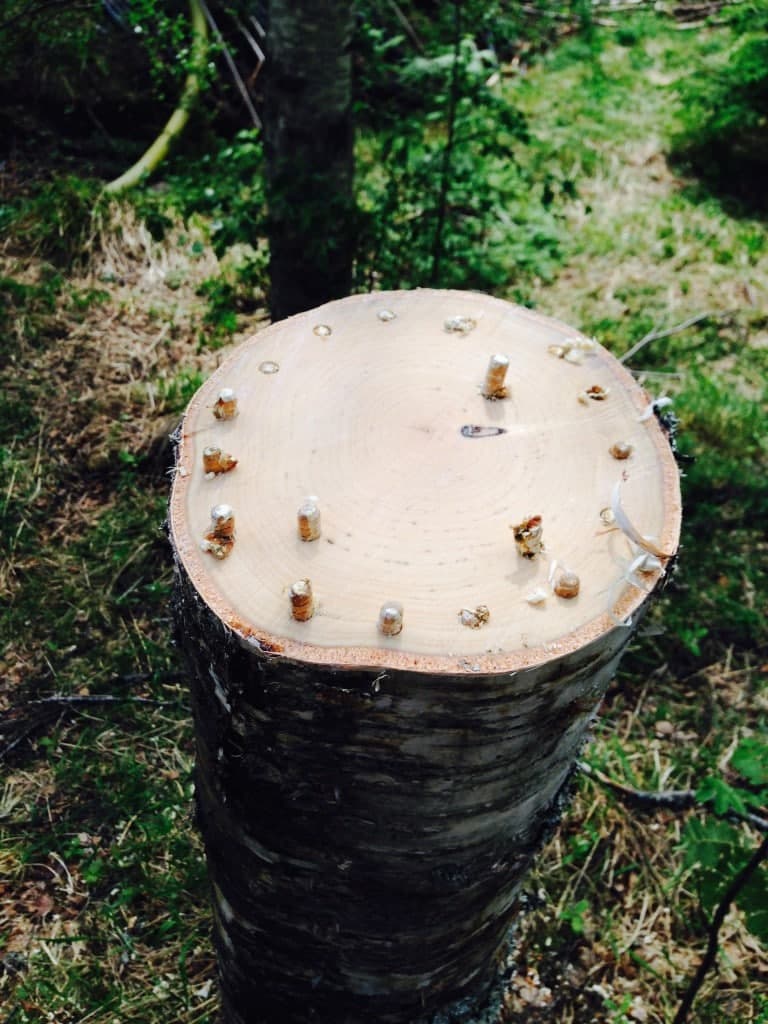 Högstubbe inokulerad med Reishiplugg